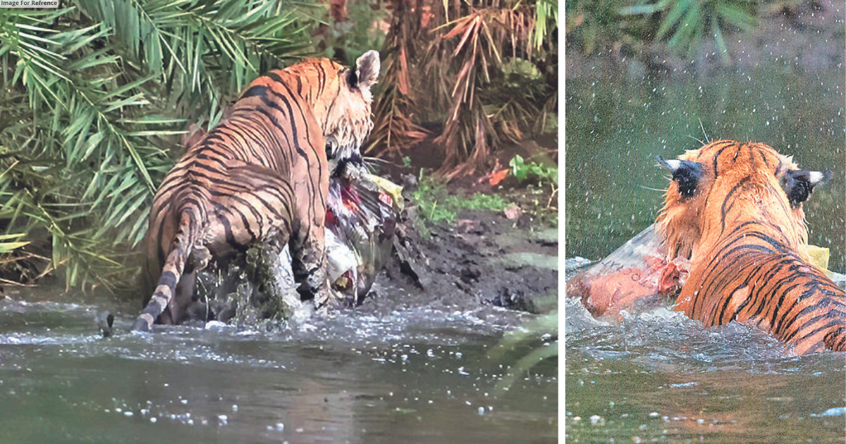 Tiger seen spreading msg of ‘No Plastic’